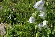 18 Campanula percifoglia (Alba Coronata) 